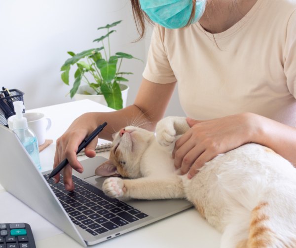 kurs behawiorysty- specjalizacja koty